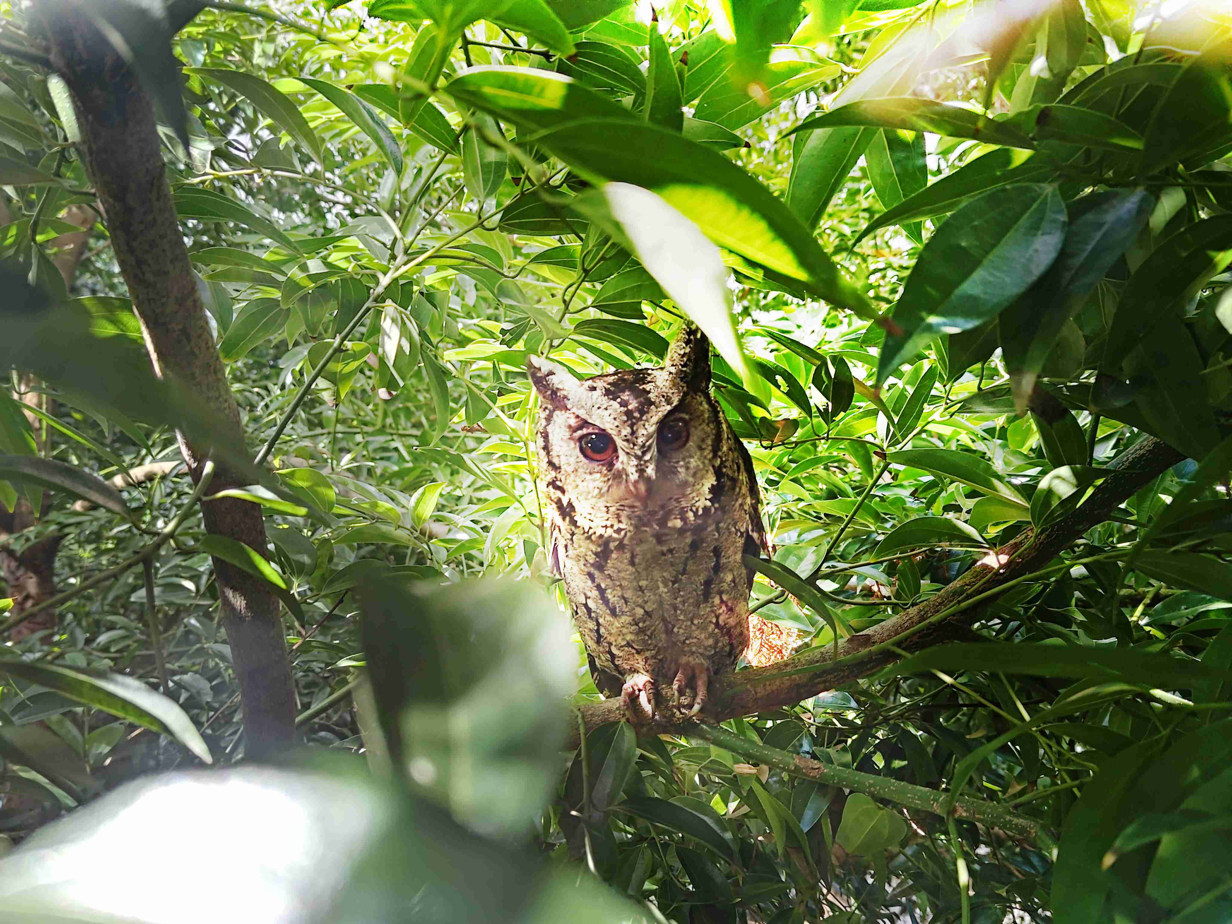 彩神vll致力提倡净零绿生活，，，，16年以来在全球各厂区植树逾百万棵，，造就各厂区树木蔚然成林，，犹如森林工厂，，，成为许多生物的栖息地